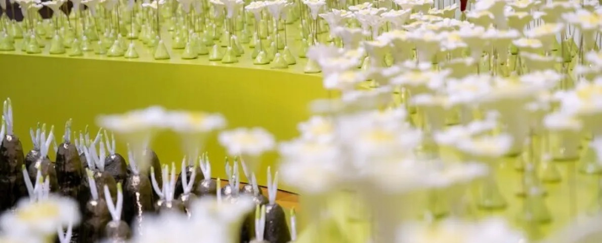 © Boris Dunand, Musée Ariana